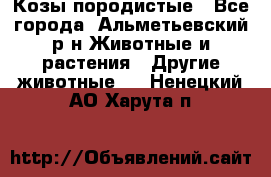 Козы породистые - Все города, Альметьевский р-н Животные и растения » Другие животные   . Ненецкий АО,Харута п.